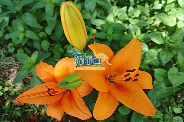 沈阳辽中龙凤陵园，爱意无限尊享安宁之地